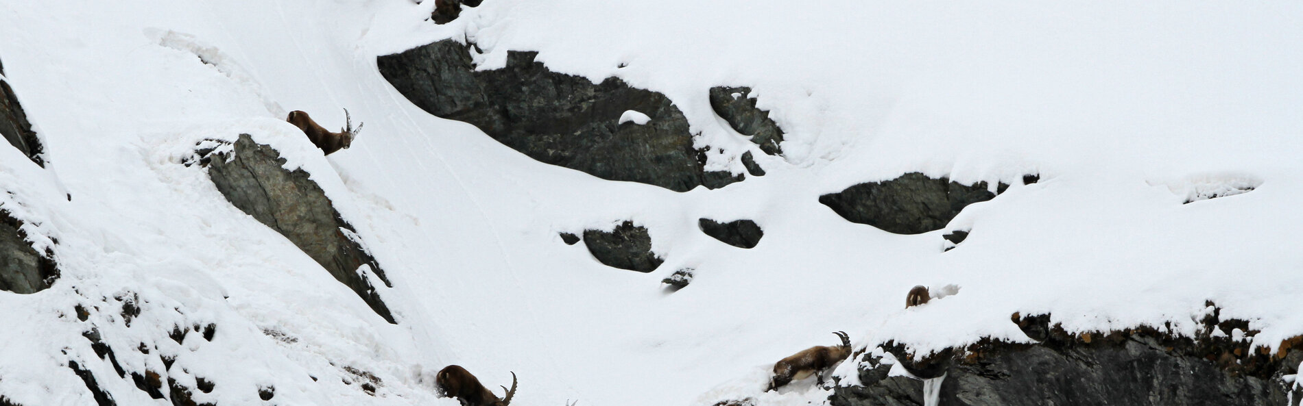 Ibexes on the slope
