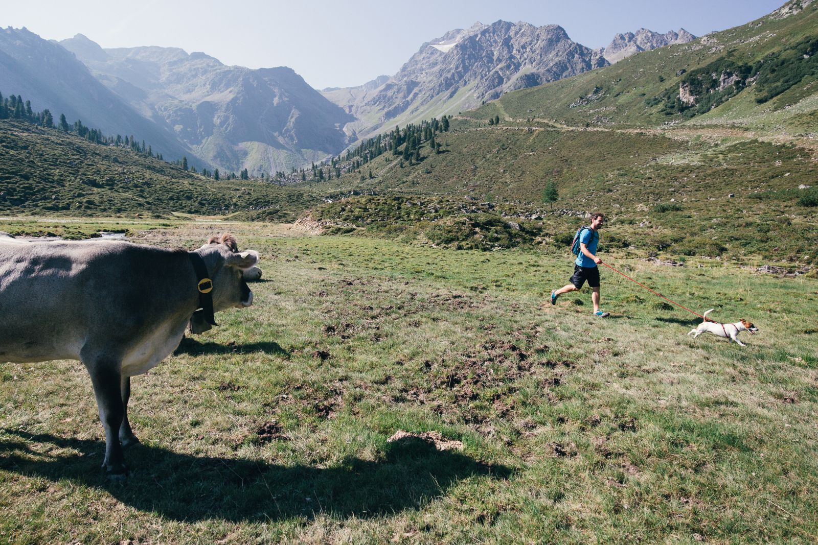 Eine braun-graue Kuh steht auf einer Almwiese. Ein Mann spaziert mit einem Hund an der Leine in 20 Meter Abstand vorbei. Berge im Hintergrund.