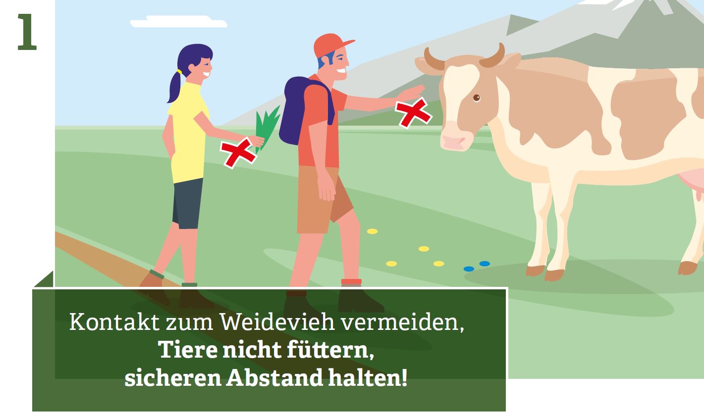 Avoid contact with grazing livestock, do not feed animals, keep a safe distance!