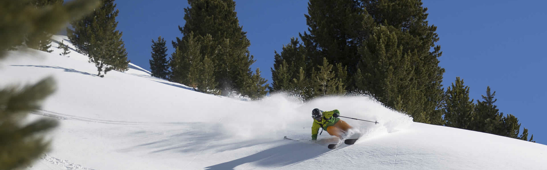 Skier with trees