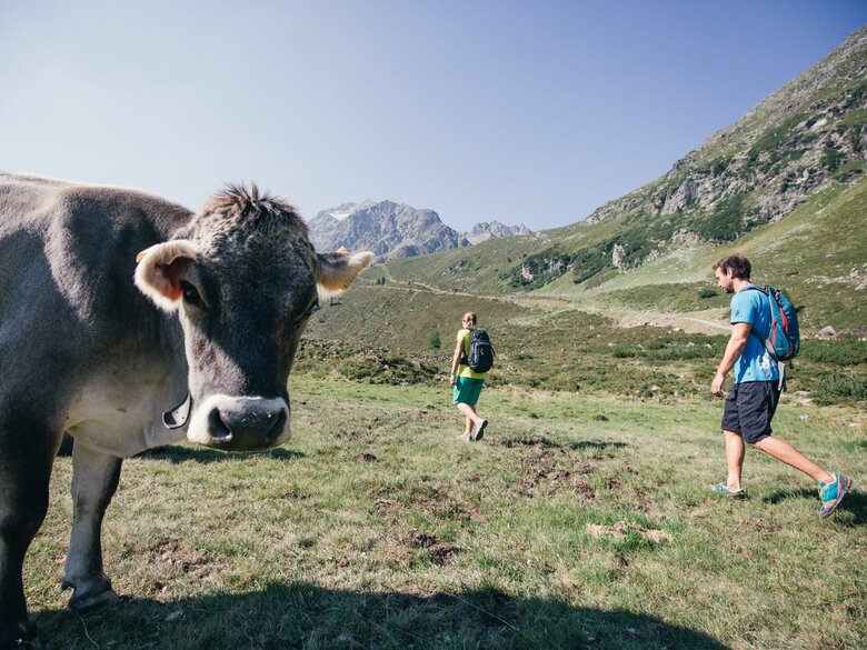 Wanderer gehen an Kuh vorbei.