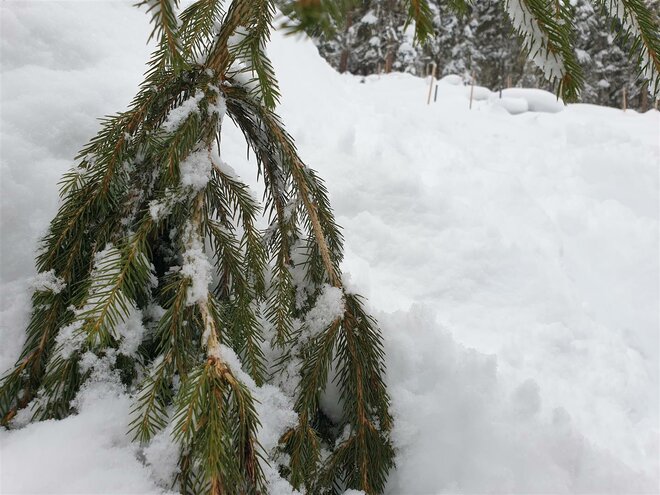 Tree injured by ski edges in the area of the Pleisenhütte toboggan run. © Land Tirol