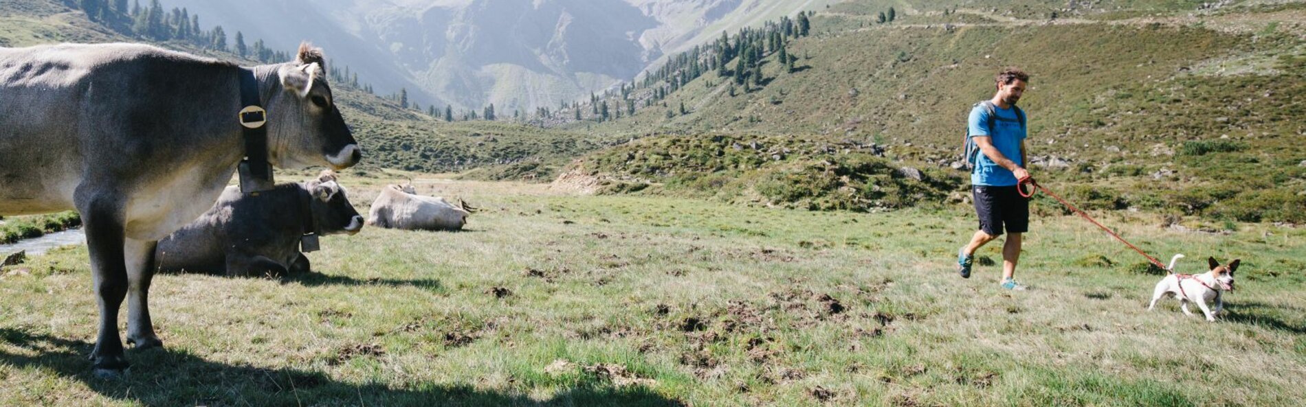 Hiker with dog passes cow.