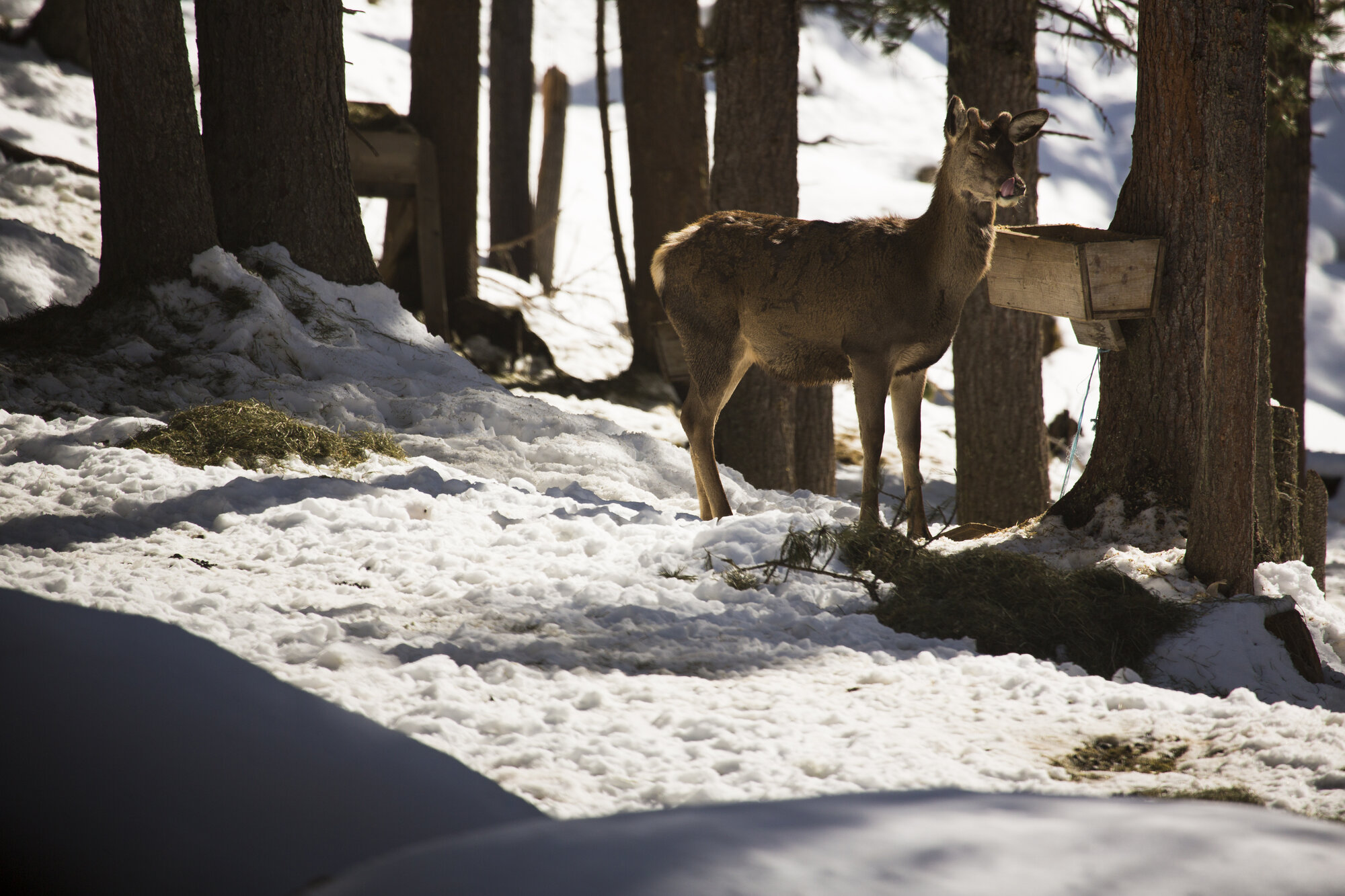 © Land Tirol Rothirsch an der Winterfütterung
