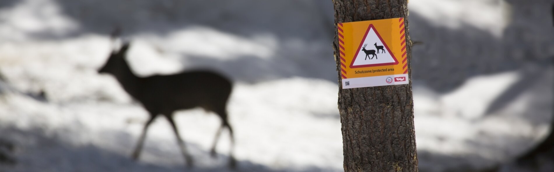 Schutzgüter-Schild an Baum montiert. Im Hintergrund ein Reh im Schnee.