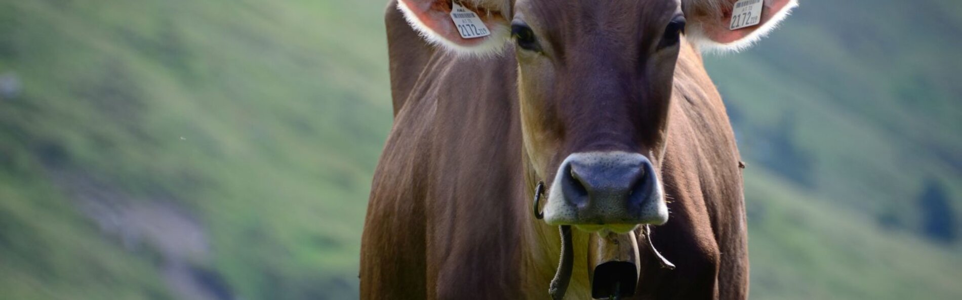 Eine braune Kuh auf einer Alm