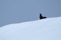 Black Grouse Call