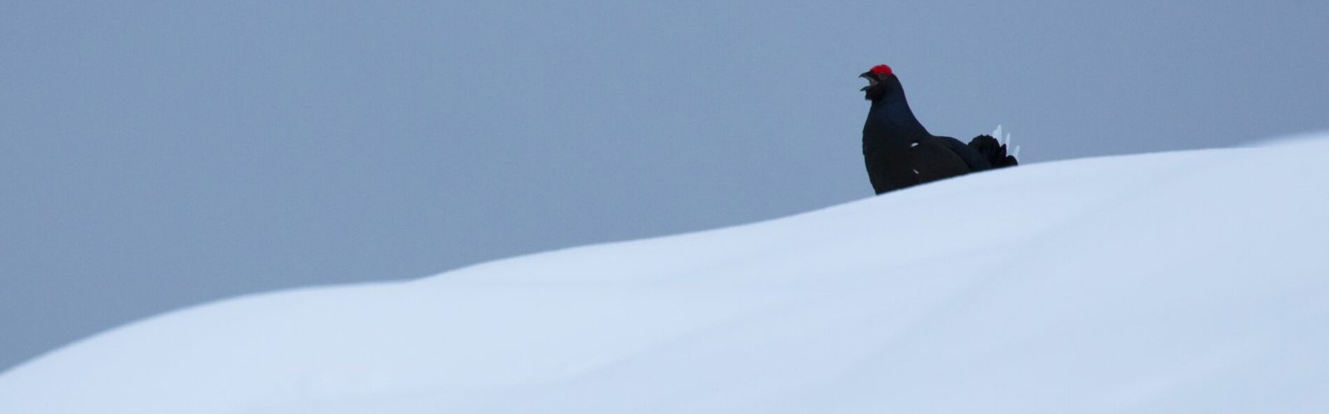 Black Grouse Call