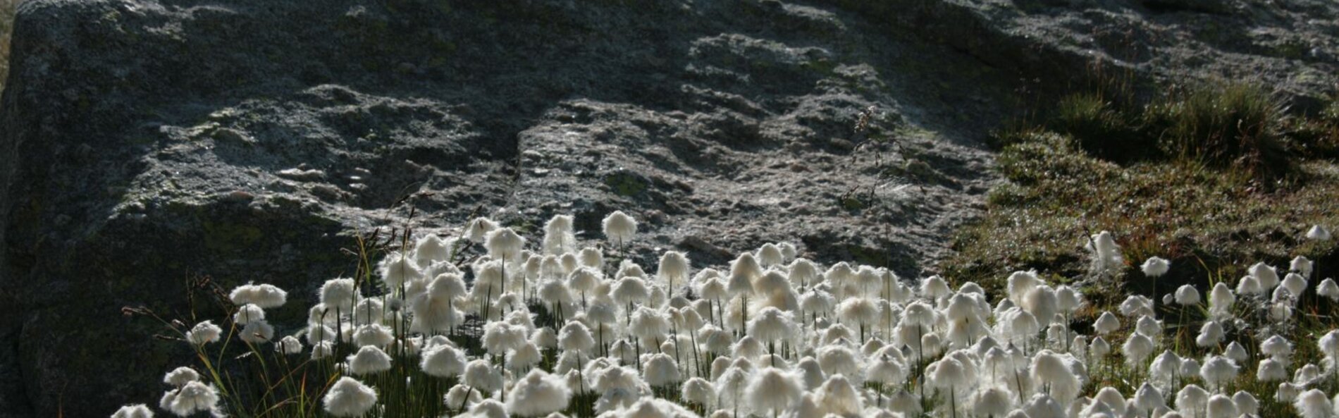 Photo of white fluffy flowers with black rocks in background.