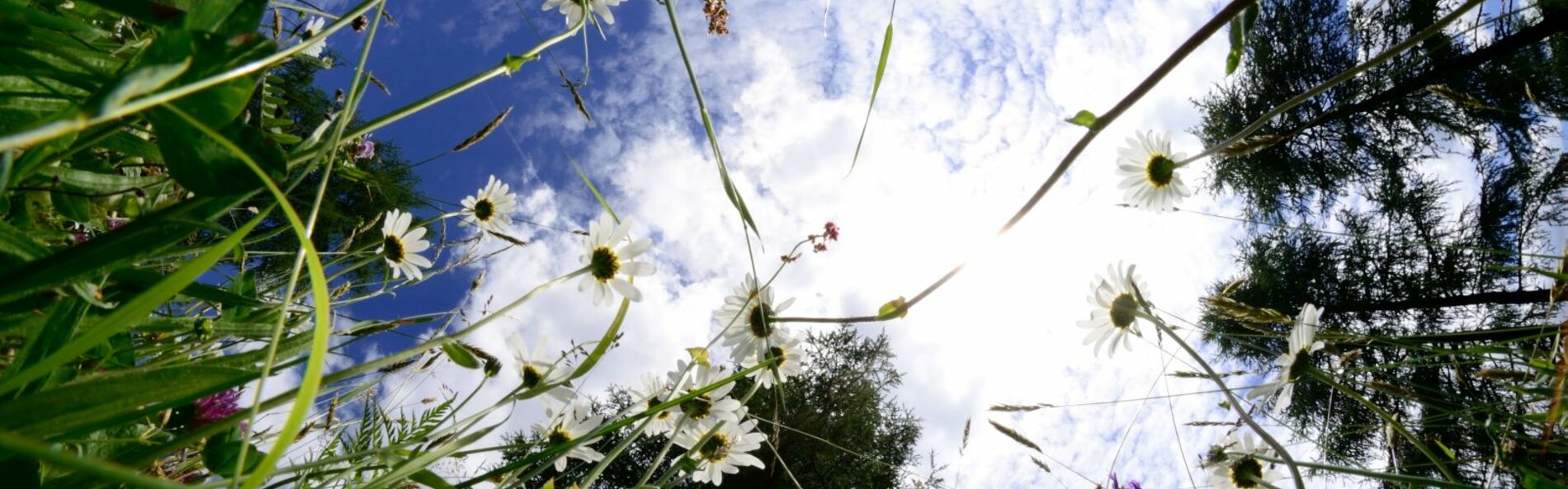 Zwei Grashalme und Blumen einer Wiese, Baumkronen und blauen Himmel mit Wolken.