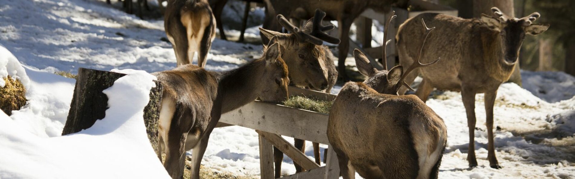  Several deer feeding