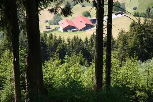 Yard view in forest