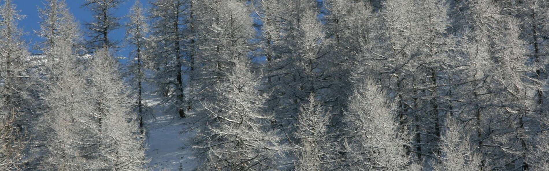 Ein schneebedeckter Wald