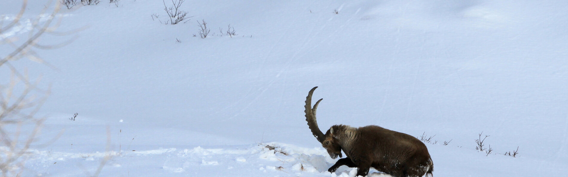 Capricorn in snow