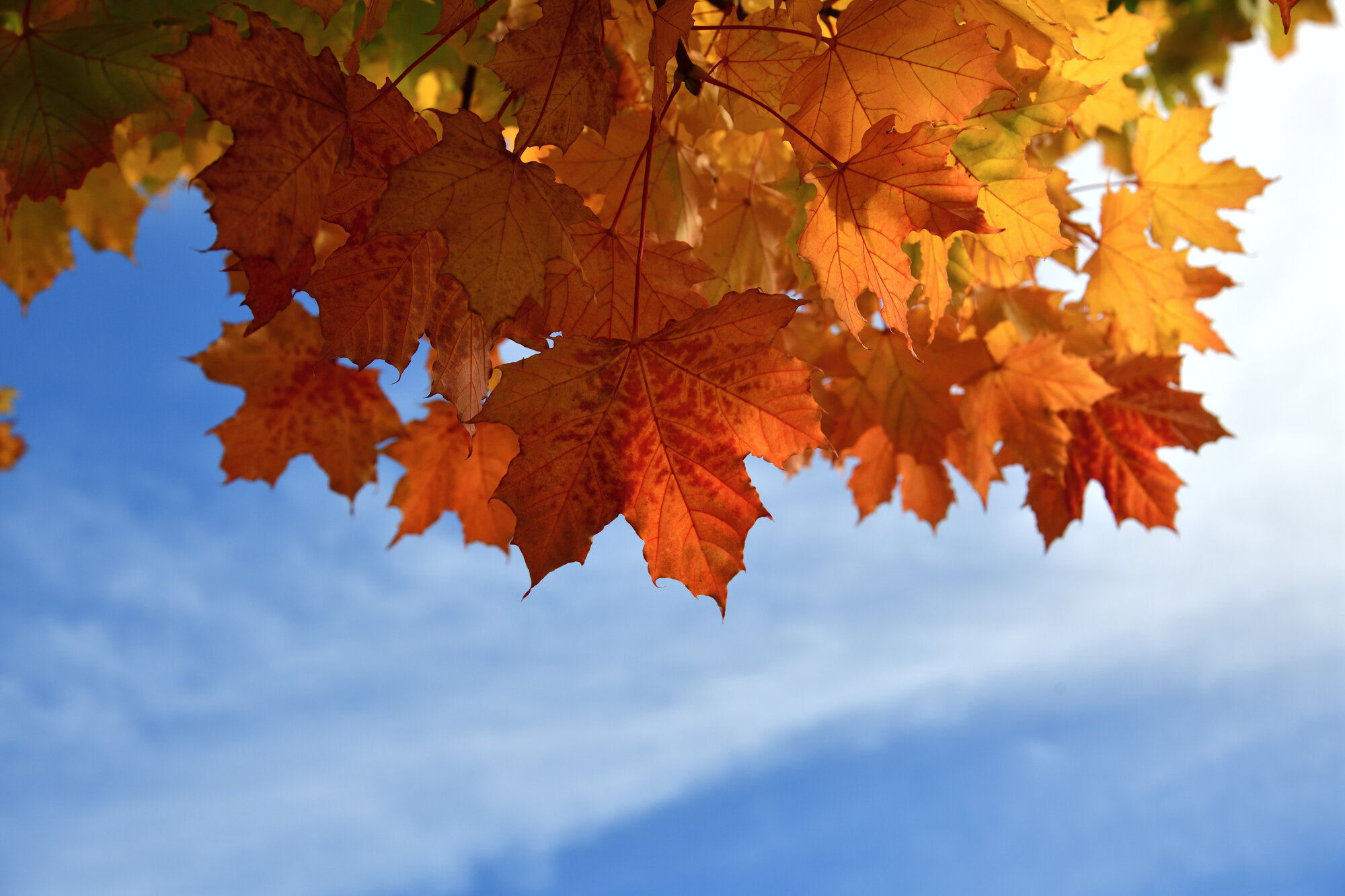 orange-rotes Laub eines Ahornbaumes; im Hintergrund sieht man blauen Himmel