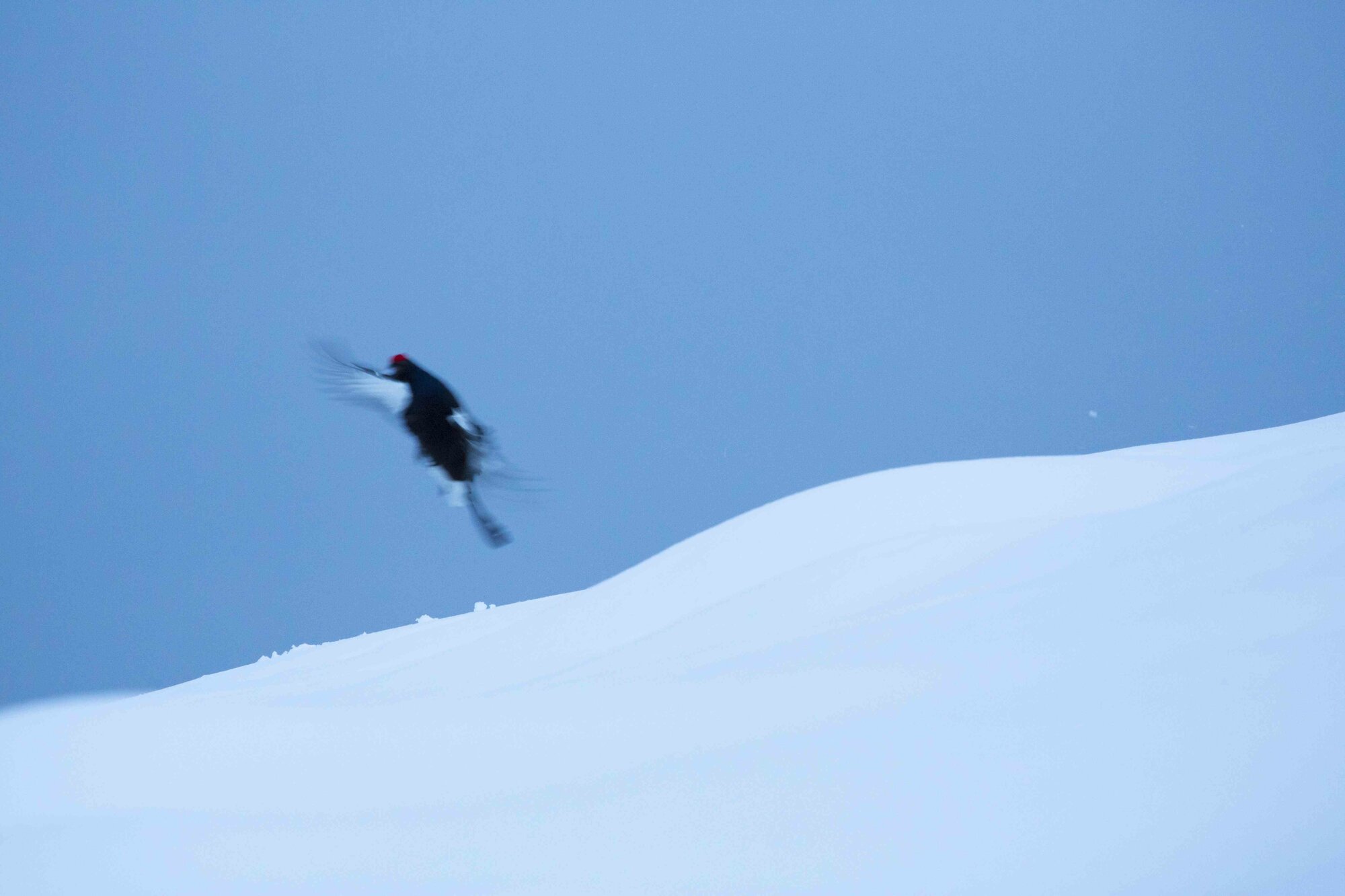 Black grouse in flight
