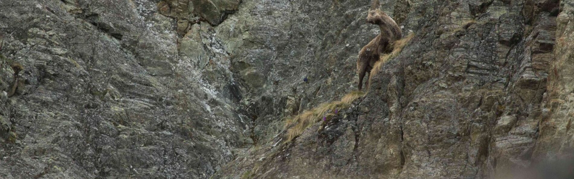 Ibex in rock wall