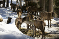 Several deer feeding