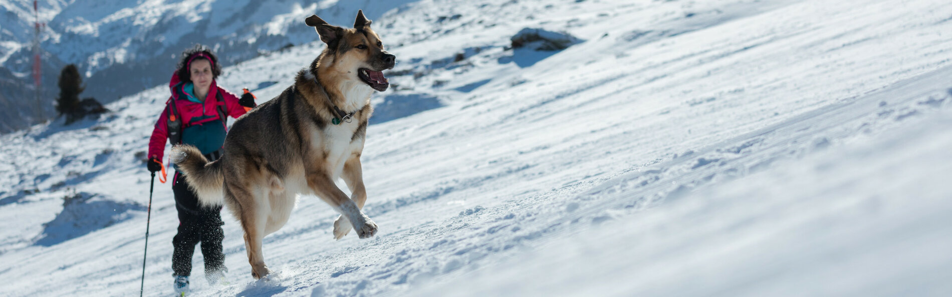 Dog running up the slope.