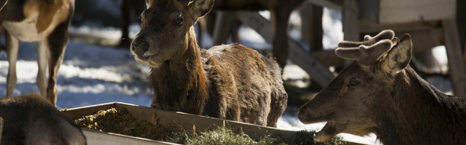 Several deer feeding