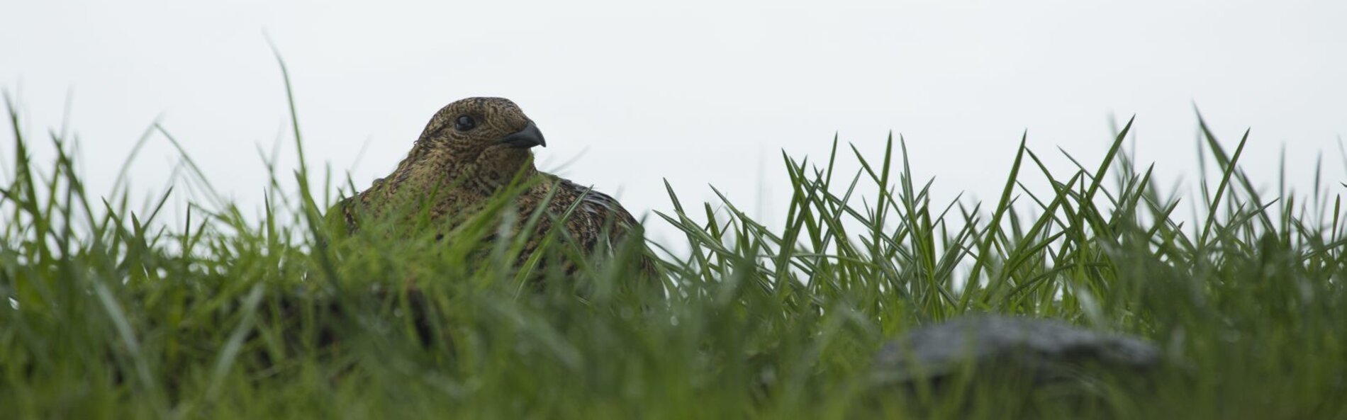 Black grouse in grass
