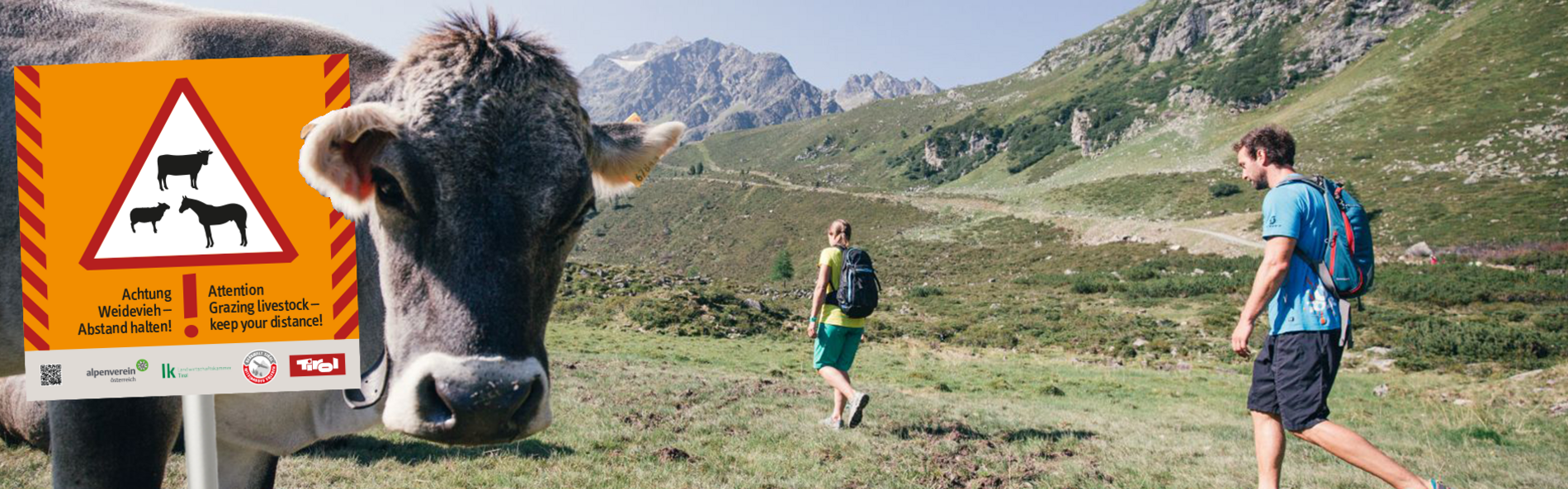 Warning sign Attention grazing cattle on alpine meadow with cow and two hikers.