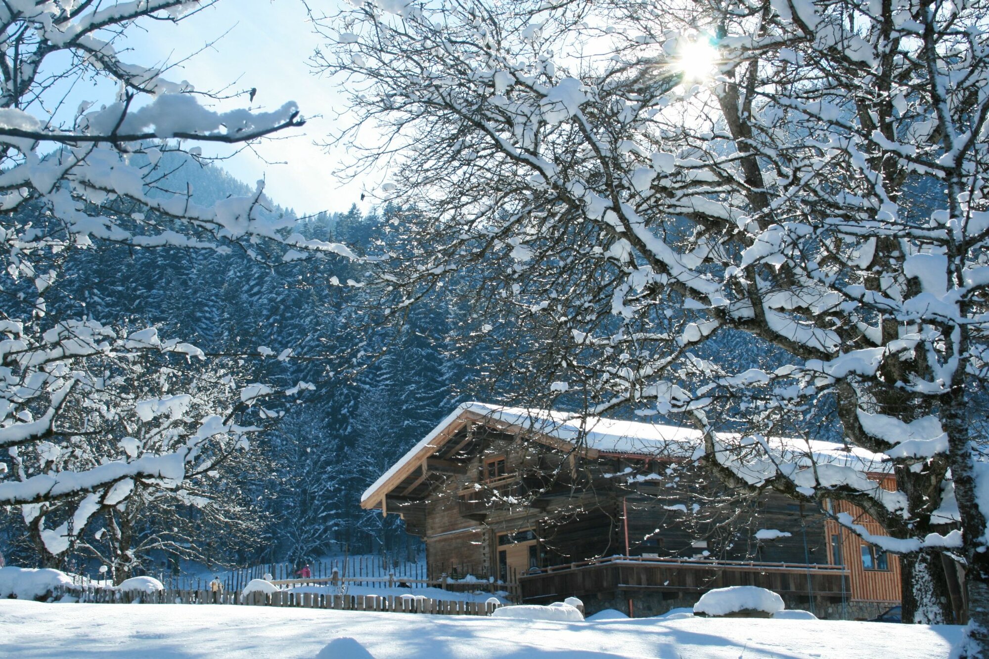 Bäume und Hütte