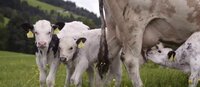 Screenshot information video. Young calves on the pasture.