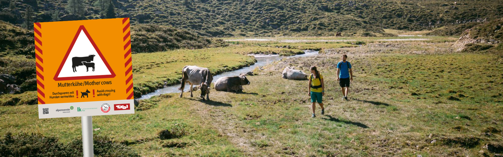 Warning sign mother cows on alpine meadow with hikers and three cows.