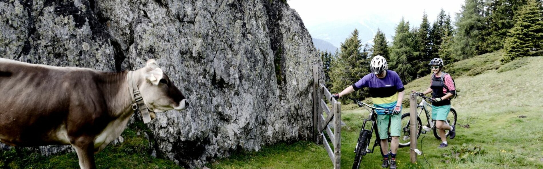 Zwei Mountianbiker, die ihre Mountainbikes auf einer Alm durch ein Almgatter schieben. Links davon sthet eine Kuh. Im Hintergrund ist ein großer Fels.