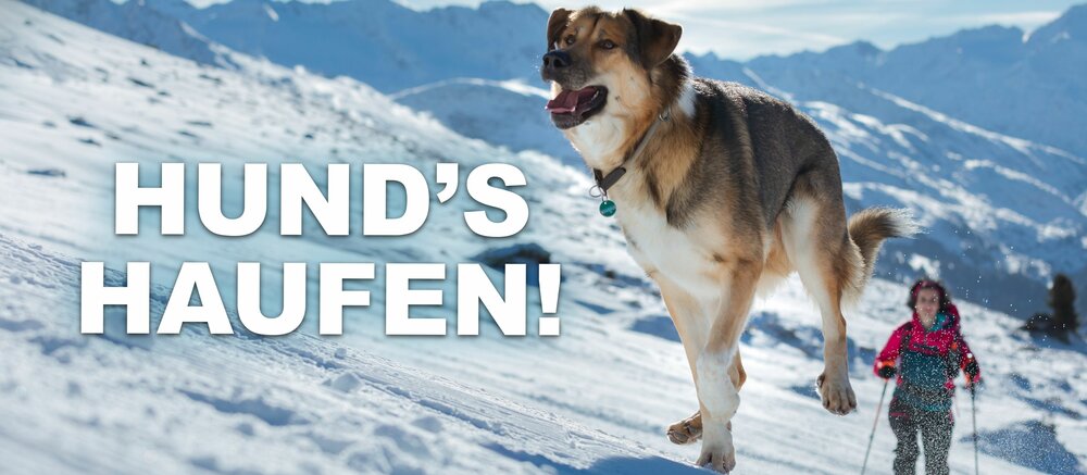 Dog on ski slope accompanies ski tourer.