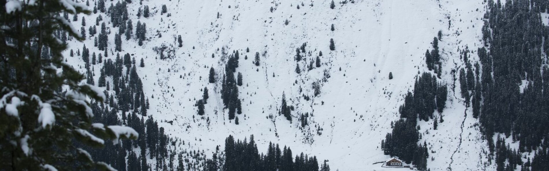 Snowy slope with protective forest