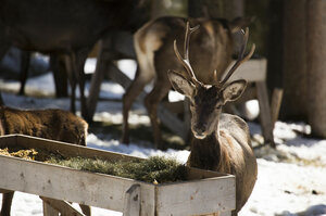 Deer at feeding stand