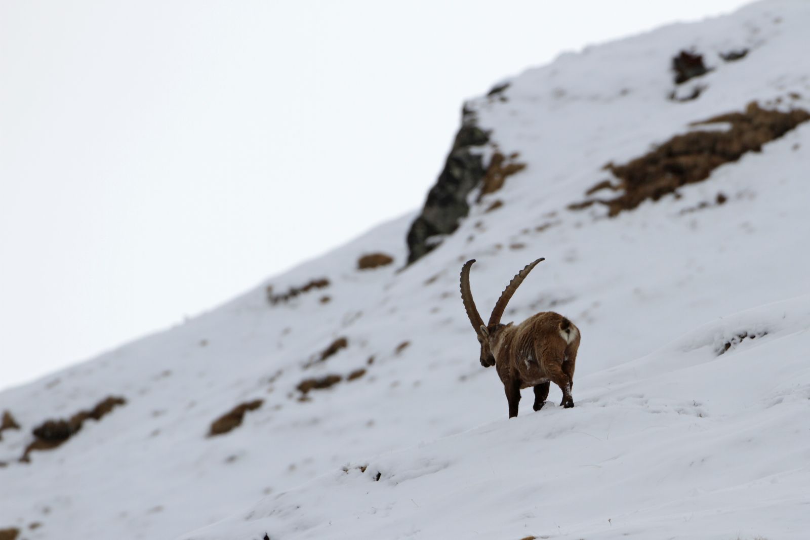 Steinock im alpinen Gelände