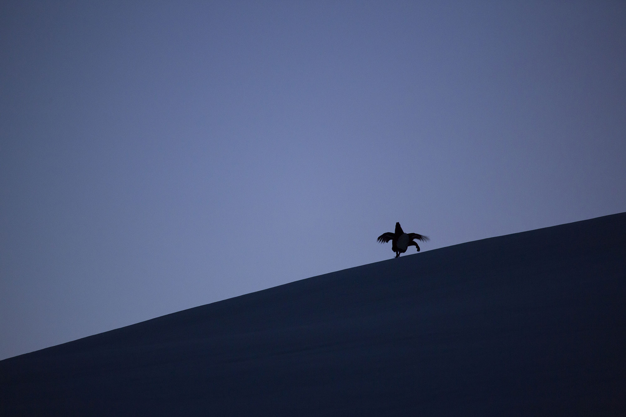 Black grouse at dusk