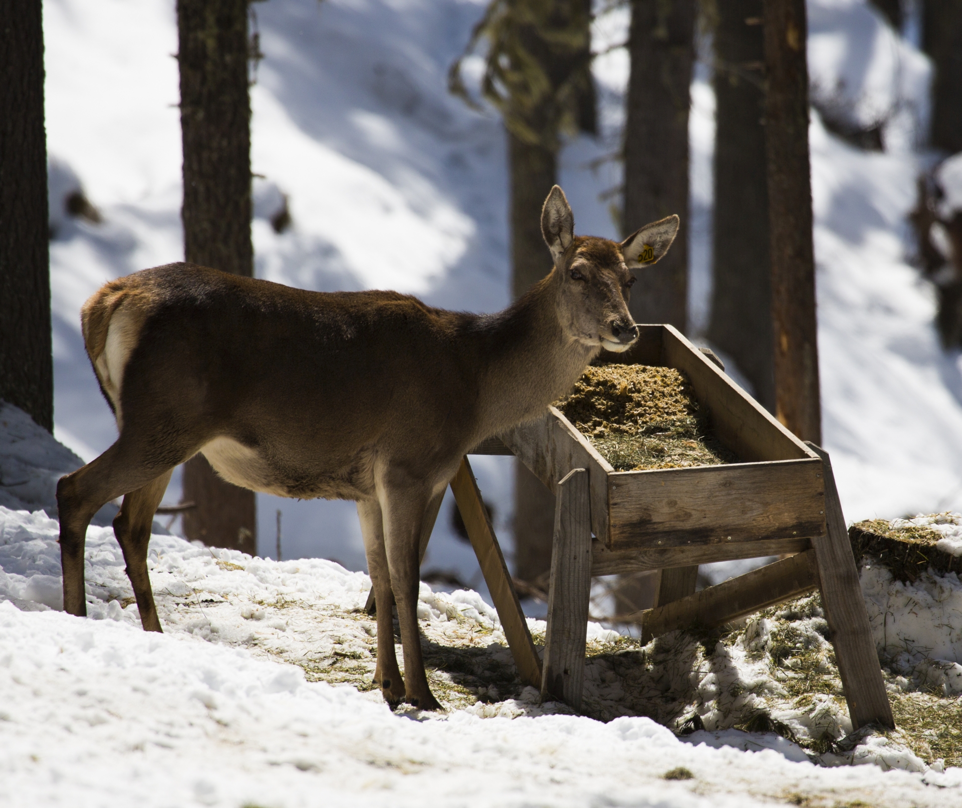 Hirschkuh bei Wildfütterung im Winter