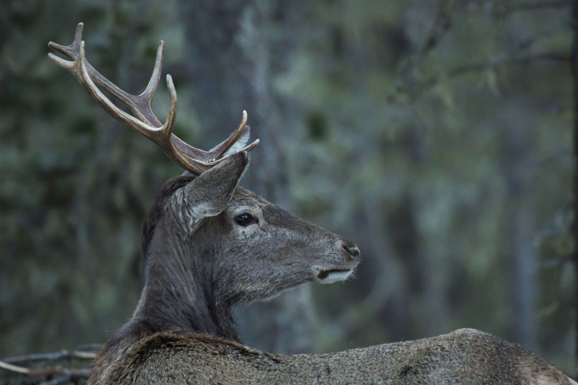 Stag head