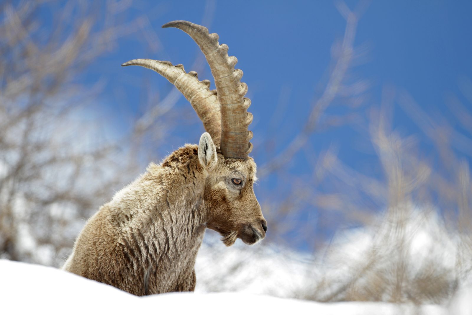 Steinbock