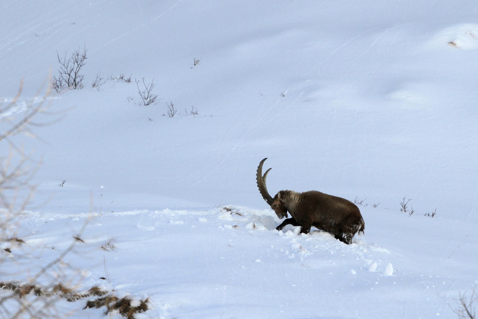 Capricorn in snow