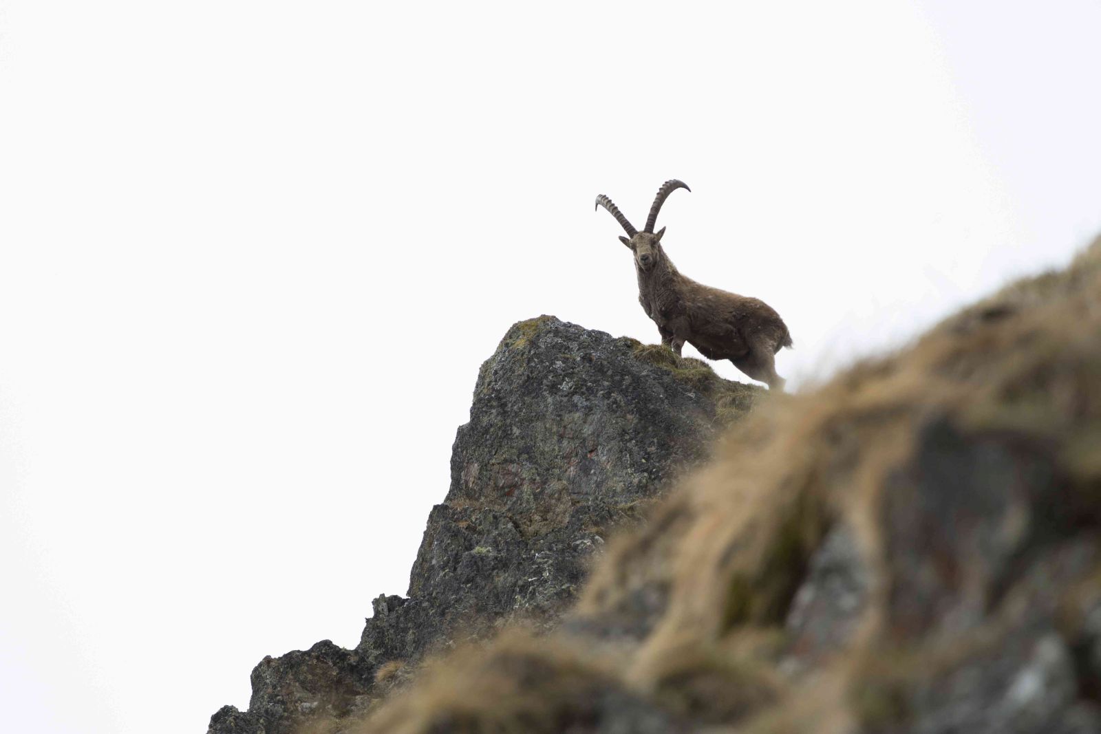 Ibex on grassy summit