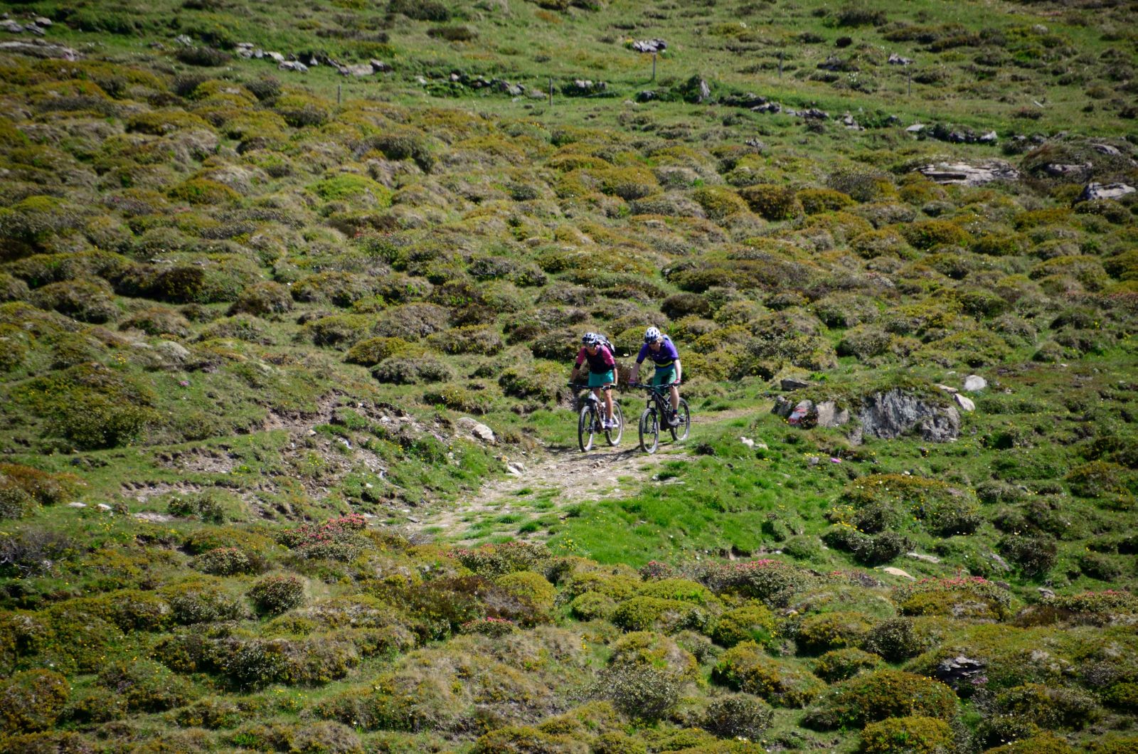 Zwei Mountainbiker nutzen einen Singletrail. Links und Rechts befindet sich eine grüne Wiese.