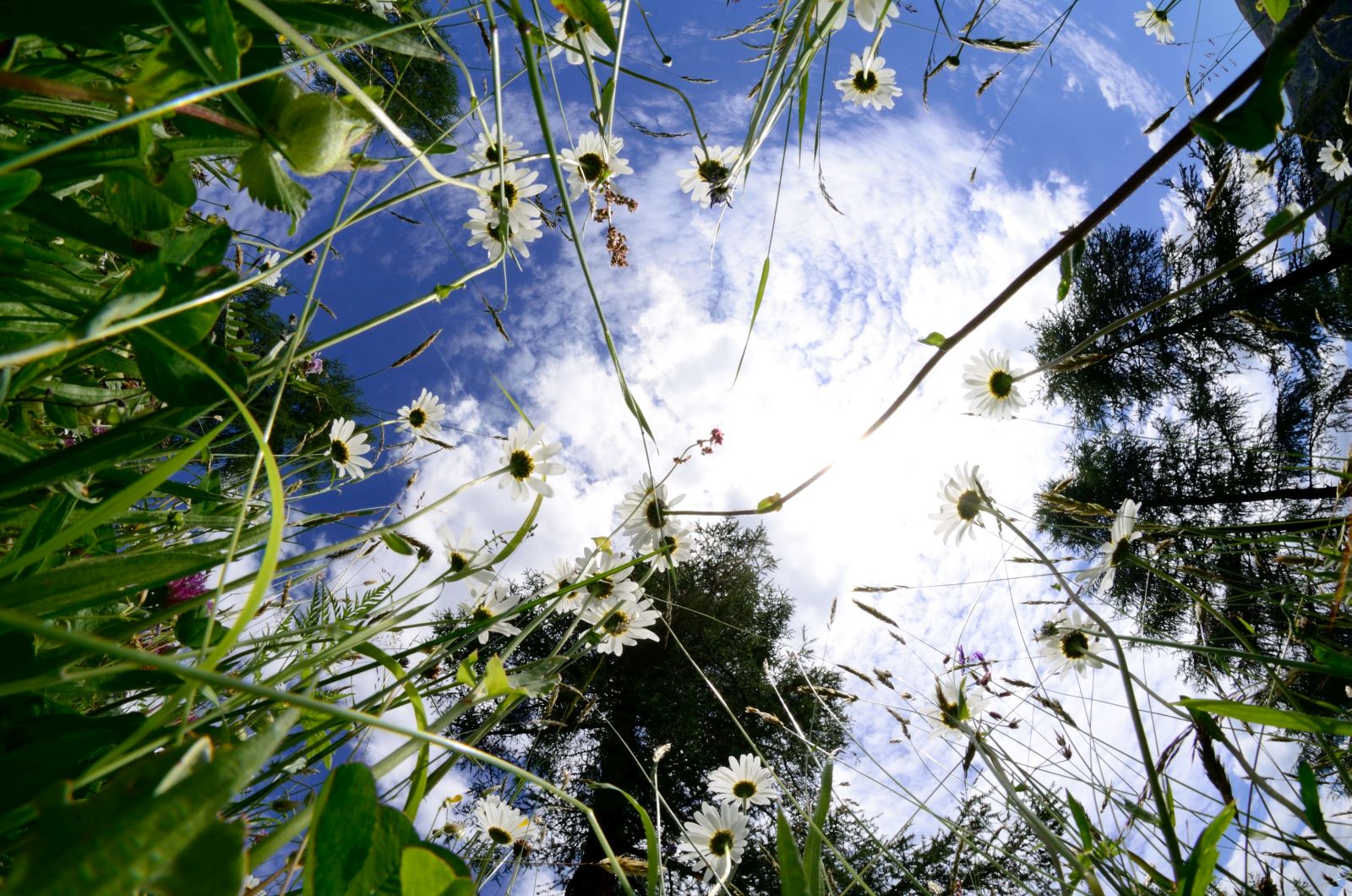 Meadow, flowers, trees, blue sky, cloud