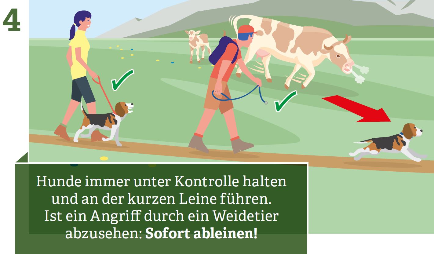 Always keep dogs under control and on a short leash. If an attack by a grazing animal is foreseeable: Immediately unleash!