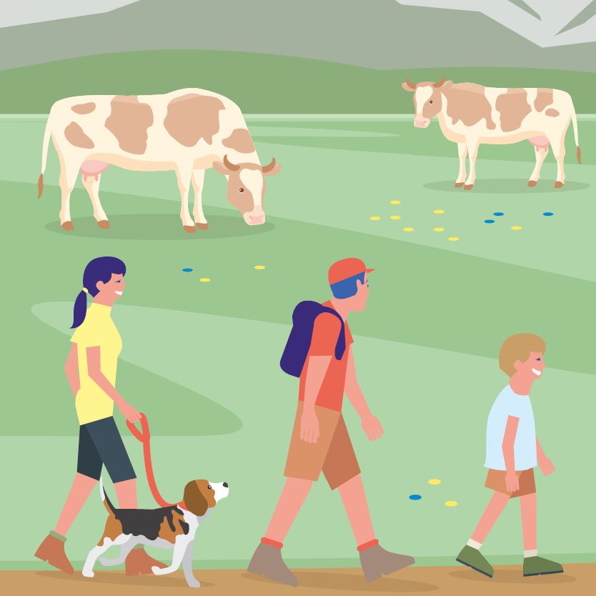 Family walks at a safe distance from cows on a path across the alpine pasture.