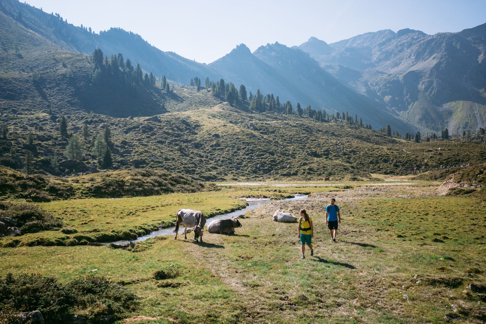 Hikers march past cows next to mountain stream.