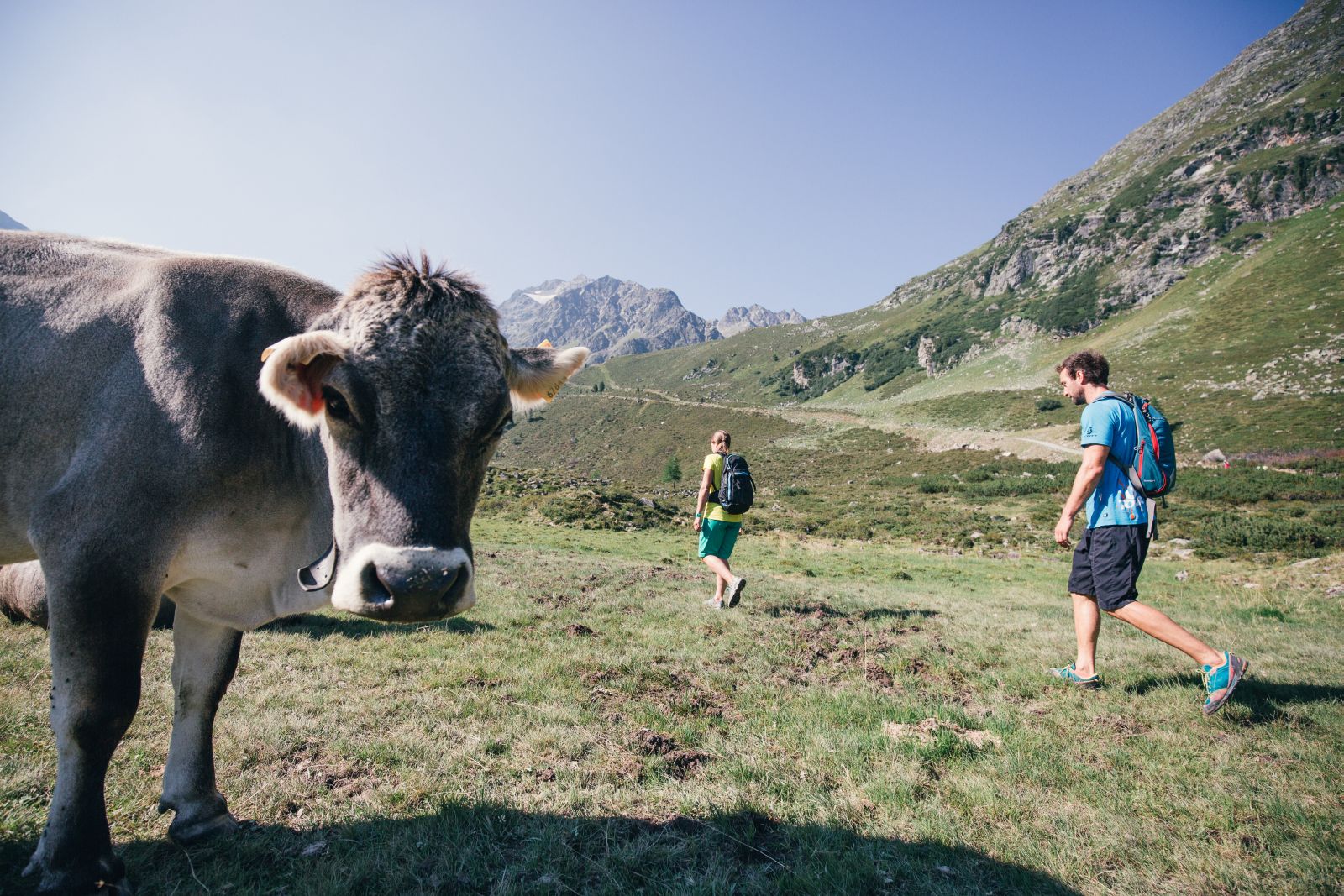 Hikers pass cow.
