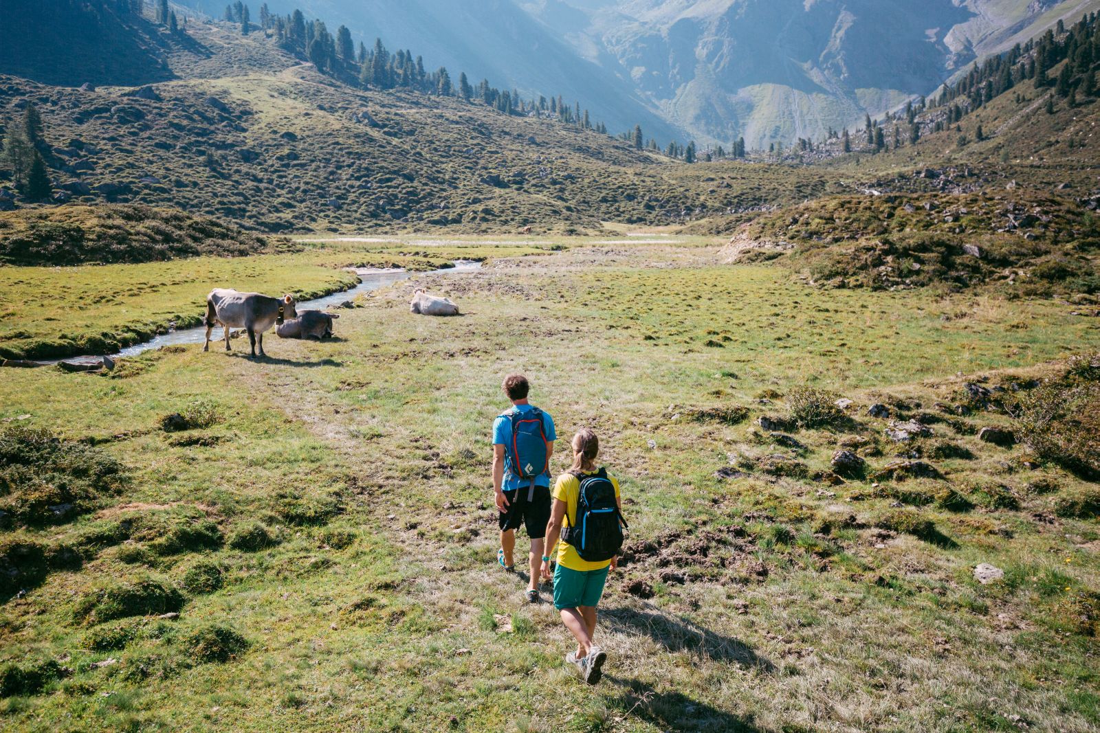 Hikers walk in the direction of a group of cows.