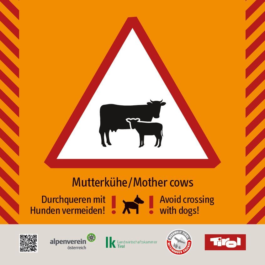 Warning sign mother cows.