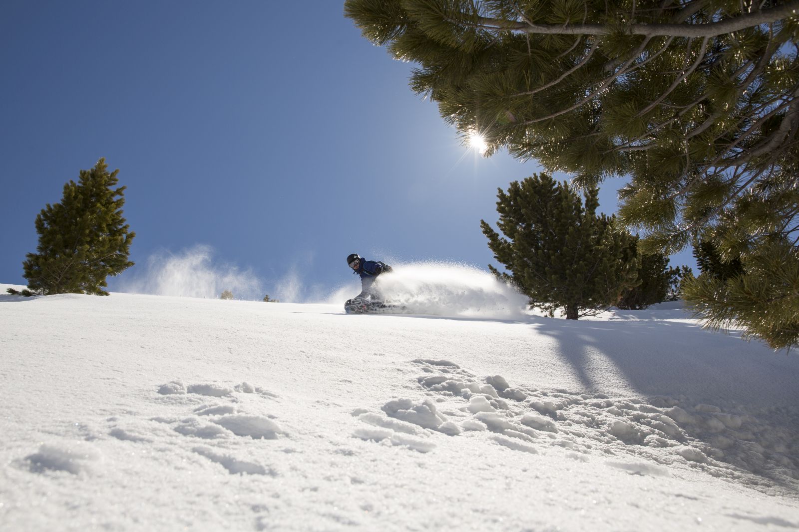 A snowboarder rides past a tree standing alone. 
